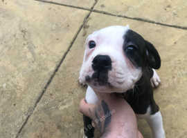 Alpha bulldog puppy