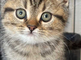 One beautiful kitten available.