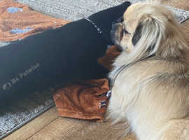 Male Tibetan spaniel