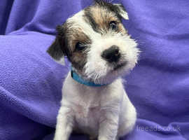 Rough/ wire haired pedigree PRT/ WAITING LIST
