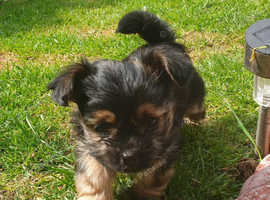 Chihuahua Cross Yorkshire Terrier Girl For Sale