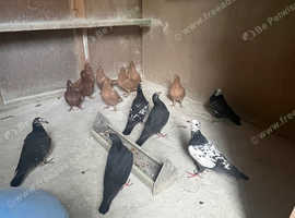 Racing Pigeons for sale