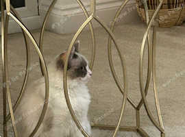 Siberian Ragdoll girl, 1 years old
