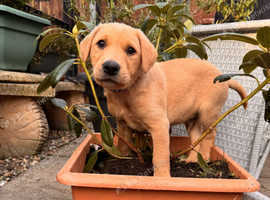 Kc registered working Labrador puppies