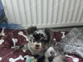 5 pomchis beautiful specimens #can meet mum and dad #
