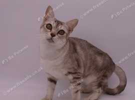 Chocolate Silver classic Tabby