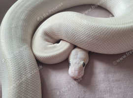 Royal pythons (Ball pythons)
