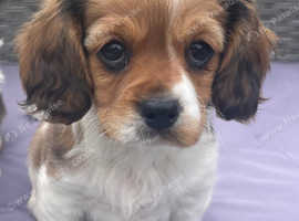 Cavachon puppies