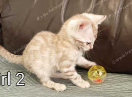 Two Purebred Snow Bengal girls left