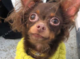 Purebred Russian Toy Terrier Looking for a Loving Home!