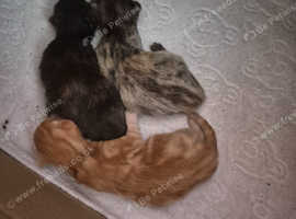 3 cute kittens looking for forever homes