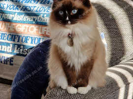 Ragdoll kittens