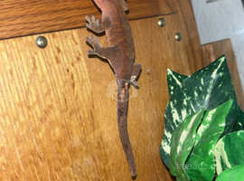 2 crested geckos