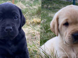 KC Reg. Labrador pups for sale