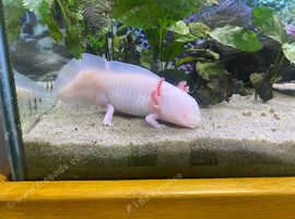 Free axolotl