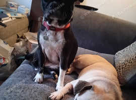 Two frugs for rehoming