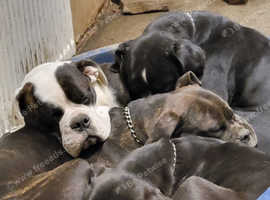 Old English, bulldog puppies two beautiful girls left