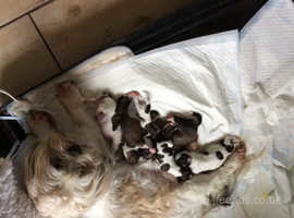 Beautiful Lhasa lapso puppies for sale