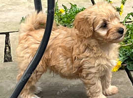 Cotonnoodle Boy Puppy