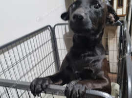 Jack Russell cross Patterdale terrier for sale