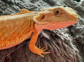 Gorgeous beardie  - offers welcome