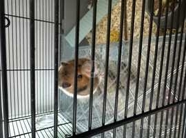 Siberian hamster