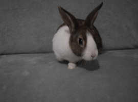 2 11 week old Pure Dutch Rabbits for sale