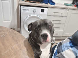 Bruno needs a forever home