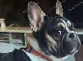 French Bulldog KC Registered 14mths