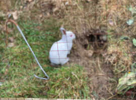 Himalayan rabbits for sale