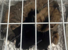 Female kittens ready to go