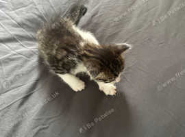 Kittens
