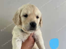 Adorable Golden Retriever Puppies