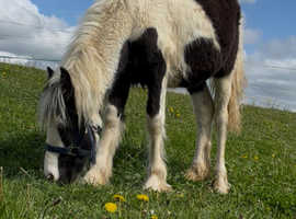 Filly foal