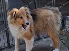 Shetland Sheepdog House Pet