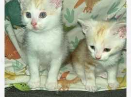 Ginger kittens