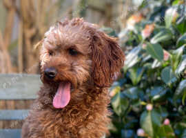 Cavapoo stud dog. DNA tested and hipscored