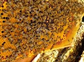 Buckfast bees: 14 x 12 Nucs from an Instrumentally Inseminated VSH breeder queen!