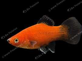 X4 Young Red Wag Platy Xiphophorus Maculatus Tropical Fish