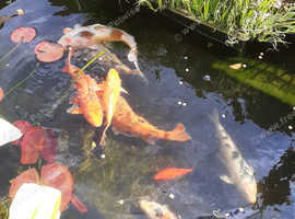 3x large koi for sale