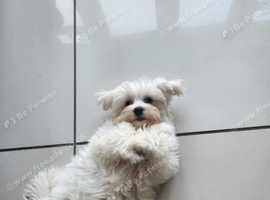 STUNNING MALTESE BOY