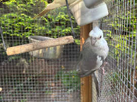 Male Cockatiel
