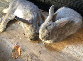 2 Available- 12 week old Silver Fox Rabbit Litter