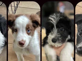 Beautiful Bordoodle /poodle x collie  Ready now