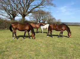 Full Livery available, 24hr turnout.