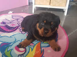 Rottweiler pups