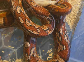 Aztec corn snake female