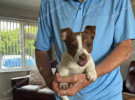 Brown & White 11wk old girl Jack Russell