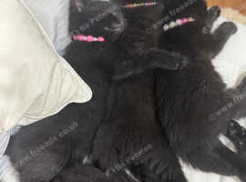 3 girls and  1 boy