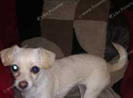 Chiweenie female